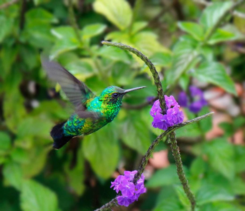 Ecolodge Bahia Del Penon Guatapé Eksteriør billede