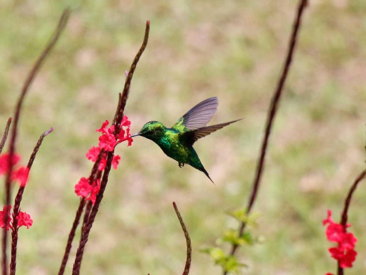 Ecolodge Bahia Del Penon Guatapé Eksteriør billede
